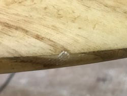 �G�|�L�V Firewire �e�B���o�[�e�b�N 50_1